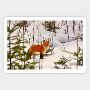 Winter Fox Sticker